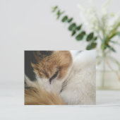 Gemütliche Dreifarbenkatze Postkarte (Stehend Vorderseite)