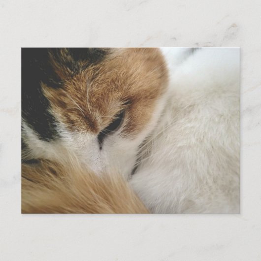 Gemütliche Dreifarbenkatze Postkarte (Vorderseite)