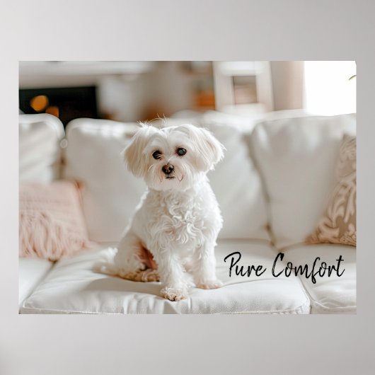 Gemütliche Eleganz: Malteser auf dem Sofa Poster (Vorne)