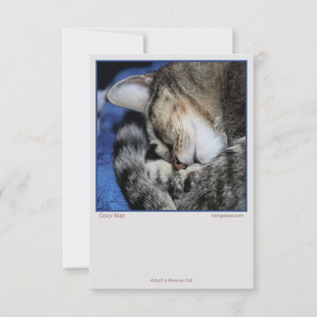 Gemütliche Katzen (Vorderseite)