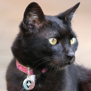 Gemütliche rosa blaue fantastische Smoking-Katz-De Haustiermarke