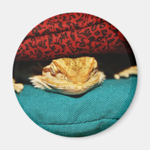 Gemütlicher bärtiger Drache Magnet
