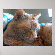 Gemütlicher Katzennickerchen