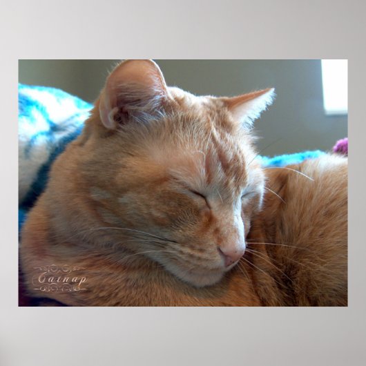 Gemütlicher Katzennickerchen Poster (Vorne)