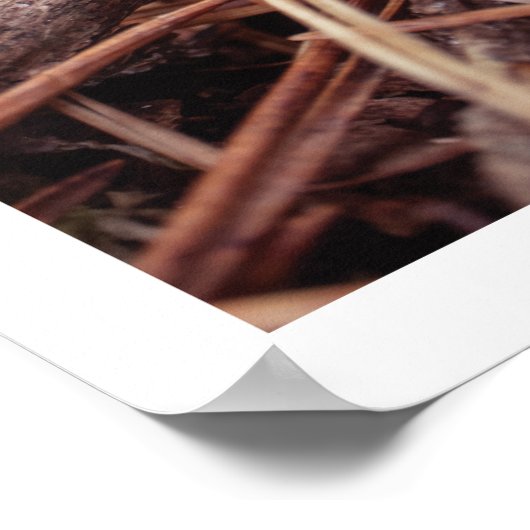 Gemütlicher Kiefernkegel Herbstmauerwerk Poster (Ecke)