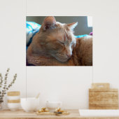 Gemütliches Catnap Poster (Küche)