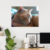 Gemütliches Catnap Poster (Heimbüro)