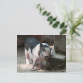 Genau das richtige Schweinchen Postkarte (Stehend Vorderseite)