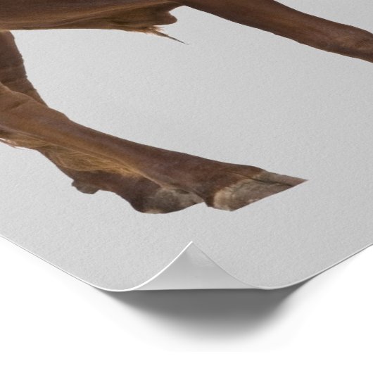 Genauso verwirrt. V Poster (Ecke)