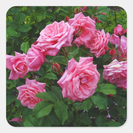 Gene Boerner Rose #2 Stickers (Vorderseite)