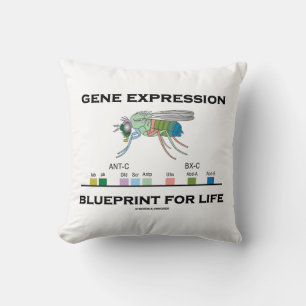 Gene Expression Blueprint for Life Homeobox Genes Kissen