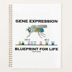 Gene Expression Blueprint for Life Homeobox Genes Planer