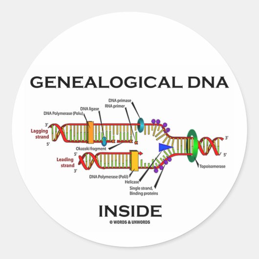 Genealogische DNA-Inside (DNA-Replikation) Runder Aufkleber (Vorderseite)