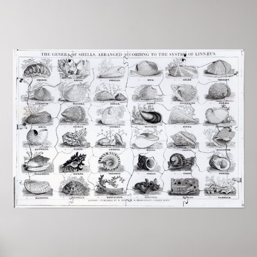 Genera von Muscheln jigsaw, pub. von W. Edwards Poster (Vorne)