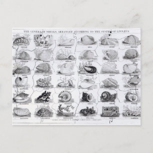 Genera von Muscheln jigsaw, pub. von W. Edwards Postkarte