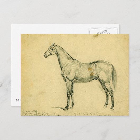 General Grants Kriegspferd Postkarte (Vorne/Hinten)