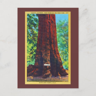"General Sherman," 5000 Jahre alt, Big Trees Park Postkarte