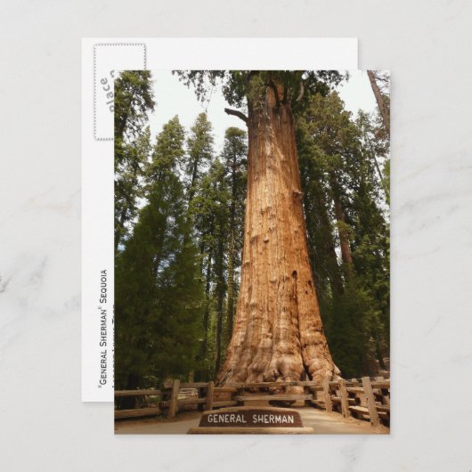 General Sherman Giant Sequoia Postcard Postkarte (Vorne/Hinten)