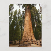 General Sherman Giant Sequoia Postcard Postkarte (Vorderseite)