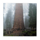 General Sherman Tree, Sequoia, CA Fliese (Vorderseite)