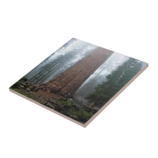 General Sherman Tree, Sequoia, CA Fliese (Seite)