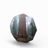 General Sherman Tree, Sequoia, CA Fotoblock (Rechts)