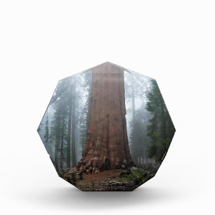 General Sherman Tree, Sequoia, CA Fotoblock