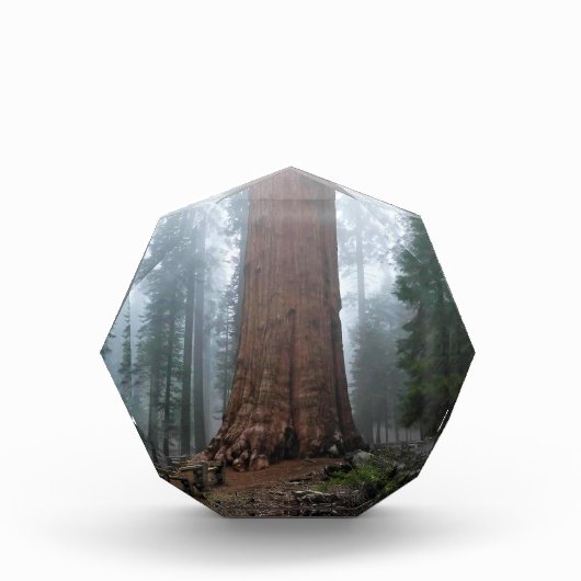 General Sherman Tree, Sequoia, CA Fotoblock (Vorderseite)