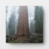 General Sherman Tree, Sequoia, CA Fotoplatte (Vorderseite)