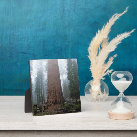 General Sherman Tree, Sequoia, CA Fotoplatte (InSitu)