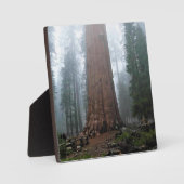 General Sherman Tree, Sequoia, CA Fotoplatte (Vorderseite)