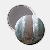 General Sherman Tree, Sequoia, CA Magnet (Vorderseite/Rückseite)