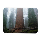 General Sherman Tree, Sequoia, CA Magnet (Horizontal)