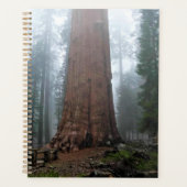 General Sherman Tree, Sequoia, CA Planer (Vorderseite)