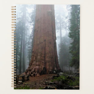 General Sherman Tree, Sequoia, CA Planer