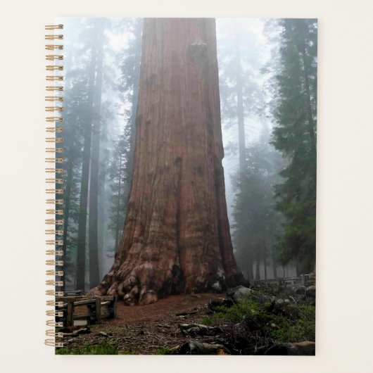 General Sherman Tree, Sequoia, CA Planer (Vorderseite)