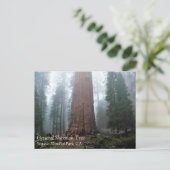 General Sherman Tree, Sequoia, CA Postcard Postkarte (Stehend Vorderseite)