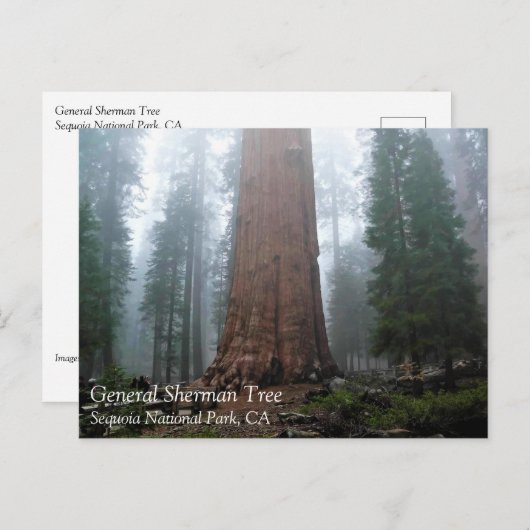 General Sherman Tree, Sequoia, CA Postcard Postkarte (Vorne/Hinten)
