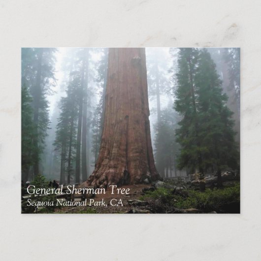 General Sherman Tree, Sequoia, CA Postcard Postkarte (Vorderseite)