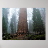 General Sherman Tree, Sequoia, CA Poster (Vorne)
