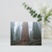 General Sherman Tree, Sequoia, CA Postkarte (Stehend Vorderseite)