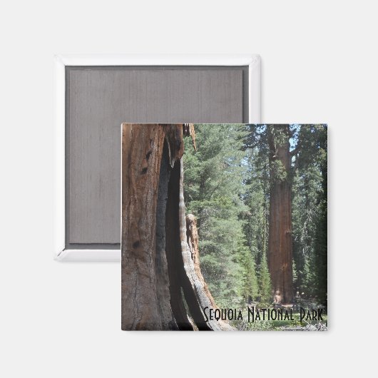 General Sherman Tree-Sequoia-Nationalpark Magnet (Vorderseite/Rückseite)