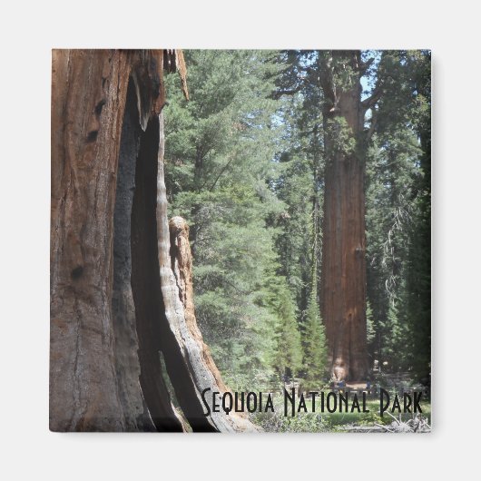 General Sherman Tree-Sequoia-Nationalpark Magnet (Vorne)