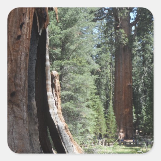 General Sherman Tree-Sequoia-Nationalpark Quadratischer Aufkleber (Vorderseite)