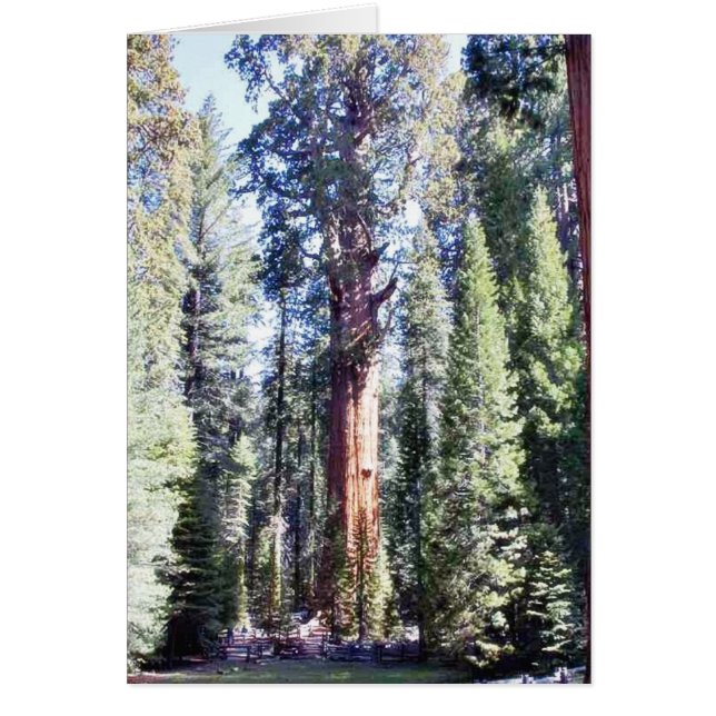 General Sherman Trees Forrest (Vorne)