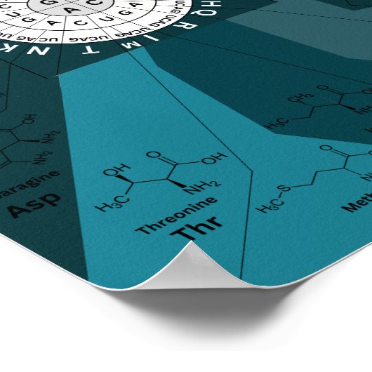 Genetisches Codon-Diagramm Rad der Aminosäuren bla Poster (Ecke)