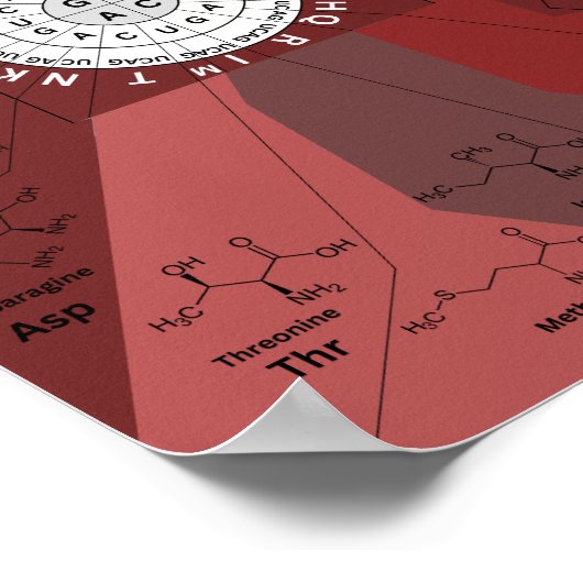 Genetisches Codon-Diagramm Rad der Aminosäuren in Poster (Ecke)