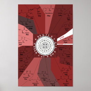 Genetisches Codon-Diagramm Rad der Aminosäuren in Poster