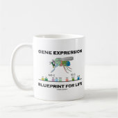Genexpression-Plan für Lebenhomeobox-Gene Kaffeetasse (Links)
