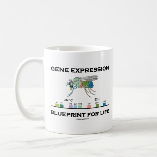 Genexpression-Plan für Lebenhomeobox-Gene Kaffeetasse (Links)